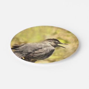 Grey Catbird Singing His Song Paper Plate