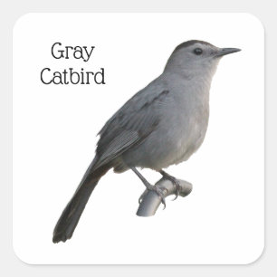 Grey Catbird Square Sticker