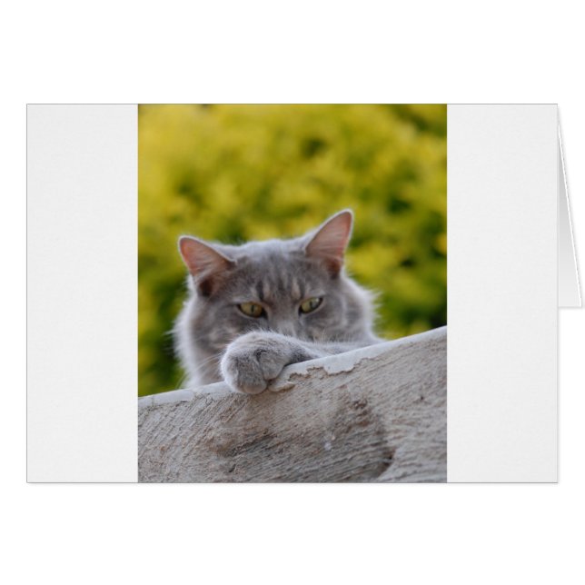 Grey Cats Paw (Front Horizontal)