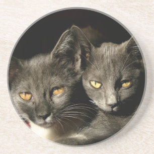 Grey cats Photo Coaster
