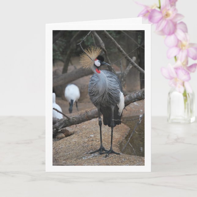 Grey Crowned Crane African Bird Card (Orchid)