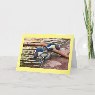 Grey crowned cranes holiday card