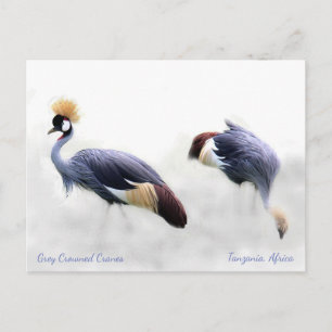 Grey Crowned Cranes Postcard