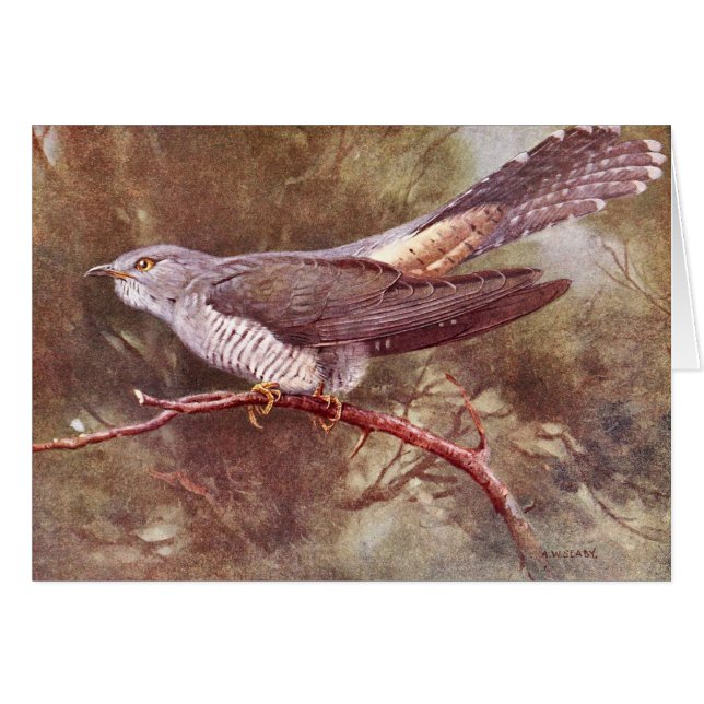 Grey Cuckoo Vintage Illustration (Front Horizontal)