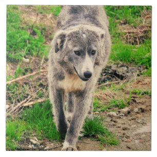 Grey dog tile