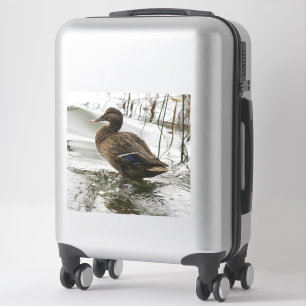 Grey duck on dark the lake