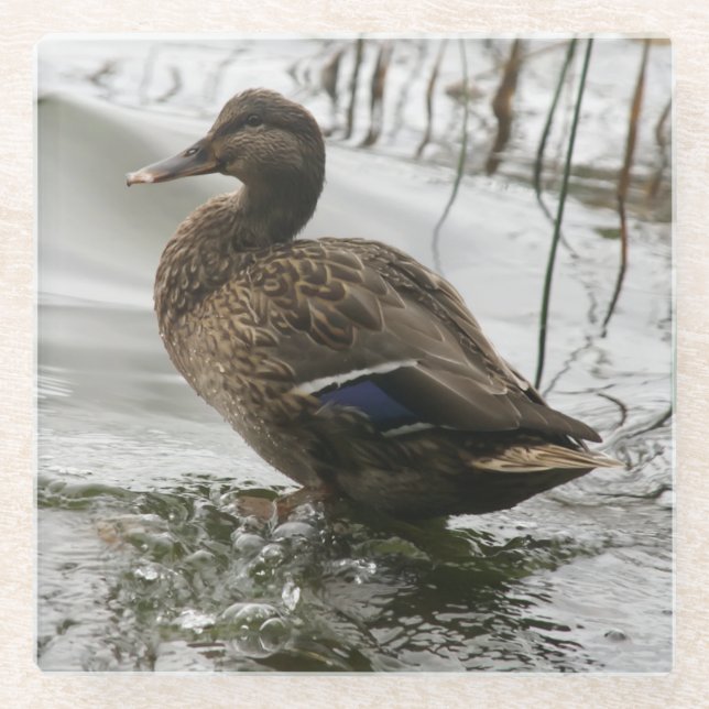 Grey duck on dark the lake glass coaster (Front)