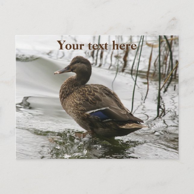 Grey duck on dark the lake holiday postcard (Front)