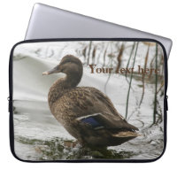 Grey duck on dark the lake