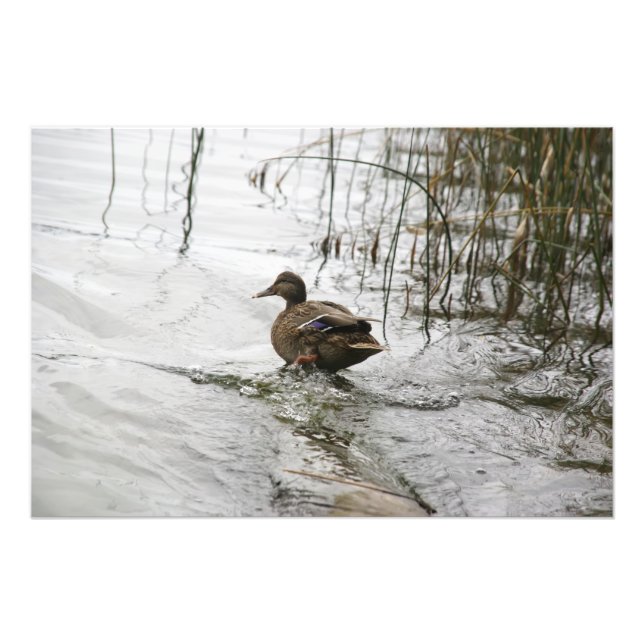 Grey duck on dark the lake photo print (Front)