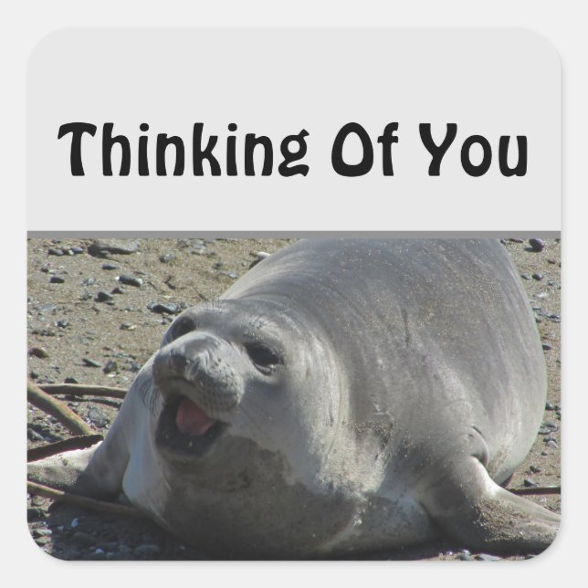 Grey Elephant Seal Ocean Animal Thinking Of You (Front)