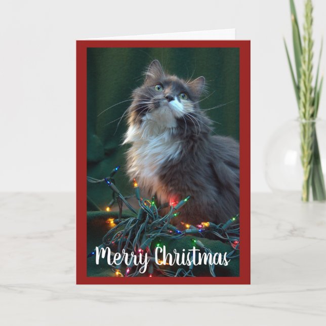 Grey Fluffy Cat and Christmas Lights Holiday Card (Front)