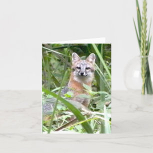 Grey Fox Greeting card