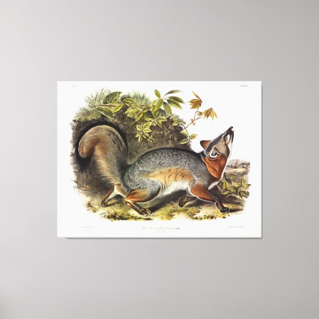 Grey Fox / Grey Fox Audubon's American Quadrupeds Canvas Print (Front)