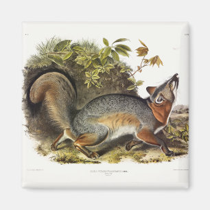 Grey Fox / Grey Fox Audubon's American Quadrupeds Magnet