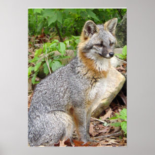 Grey Fox Posing Poster