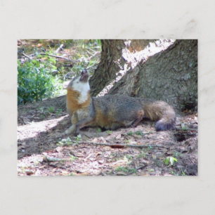 Grey Fox Postcard