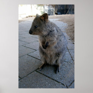 Grey Furry Australian Quokka, Poster