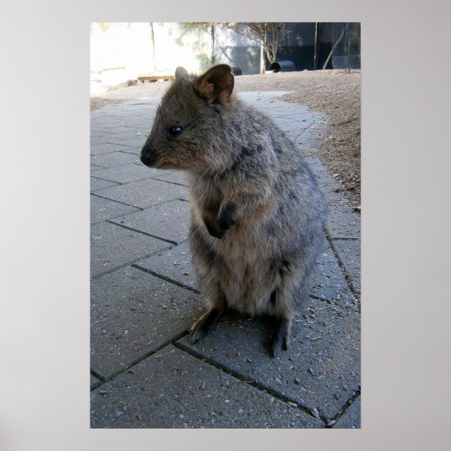 Grey Furry Australian Quokka, Poster (Devant)