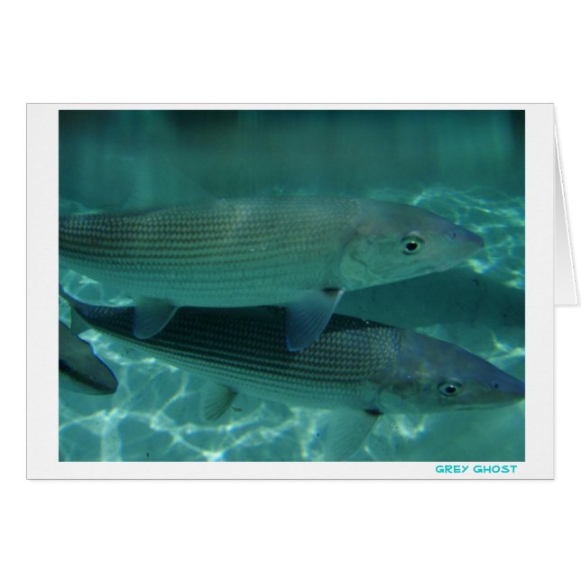 Grey Ghost (Front Horizontal)