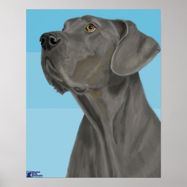Grey Great Dane Looking Up on Blue Background Poster (Front)