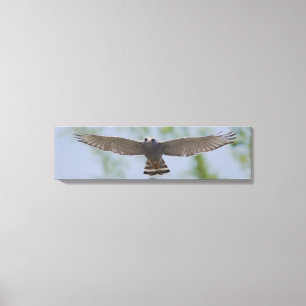 Grey Hawk In Peaceful Flight Canvas Print
