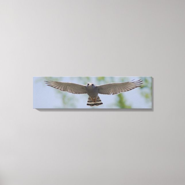 Grey Hawk In Peaceful Flight Canvas Print (Front)