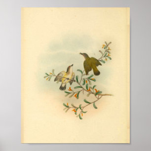 Grey Headed Flycatcher Bird Vintage Print