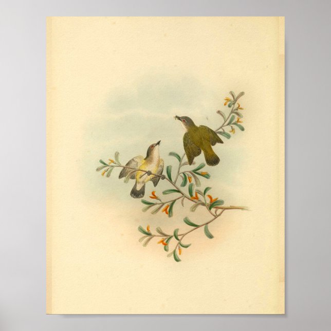 Grey Headed Flycatcher Bird Vintage Print (Front)