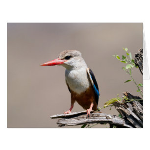 Grey-Headed Kingfisher