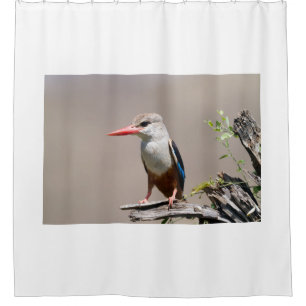 Grey-Headed Kingfisher