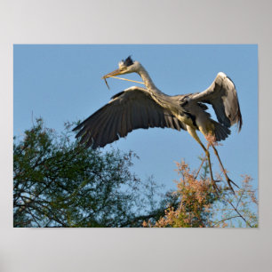 Grey heron bird arriving at the top of a tree poster