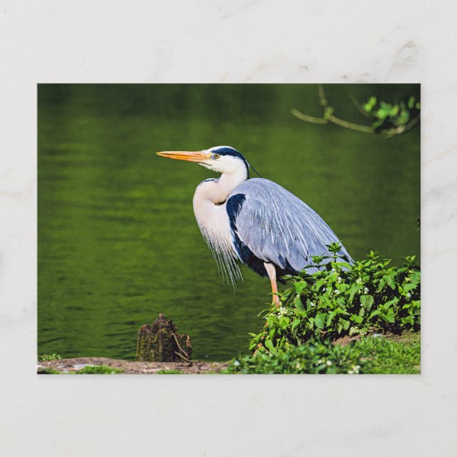 Grey Heron Bird Postcard (Front)