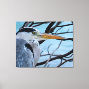 Grey Heron Canvas Print