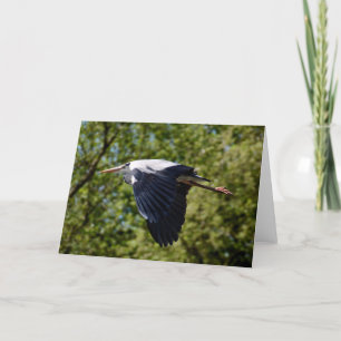Grey heron flying blank greeting card