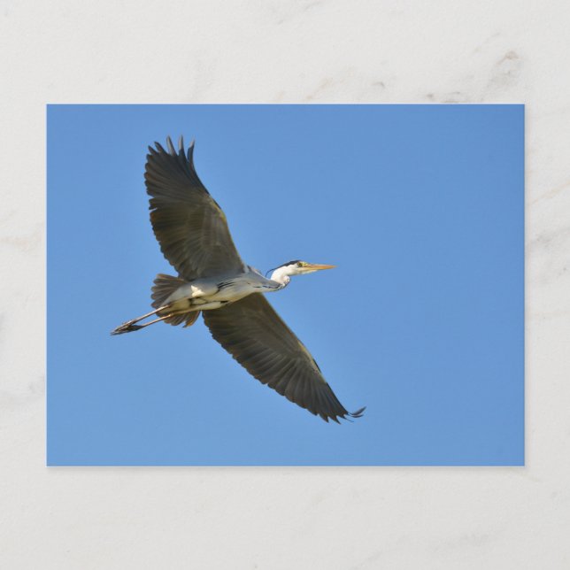 Grey heron in flight postcard (Front)
