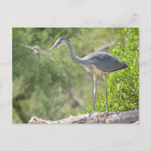 Grey heron perched in tree postcard