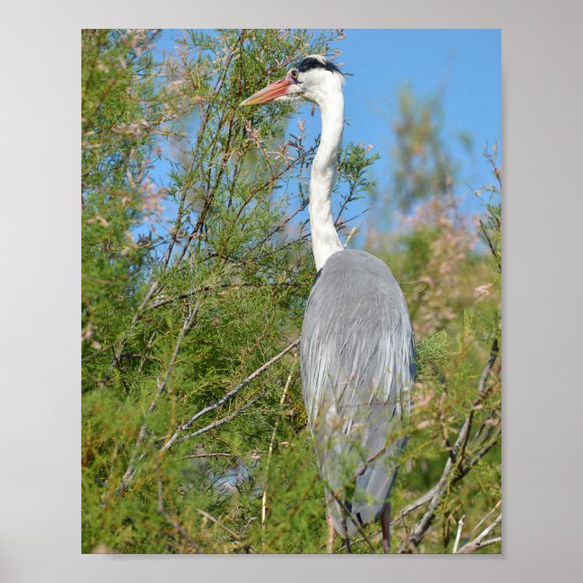 Grey heron perched in tree poster (Front)