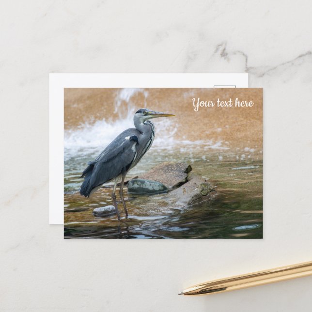 Grey Heron Postcard (Front/Back In Situ)