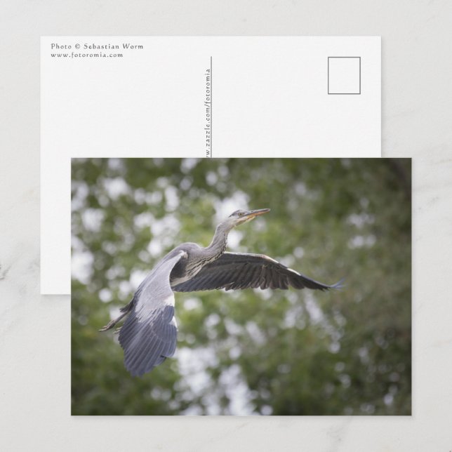 Grey heron wildlife postcard (Front/Back)