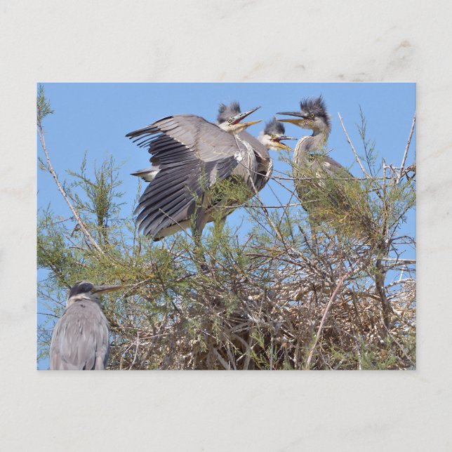 Grey herons in nest postcard (Front)