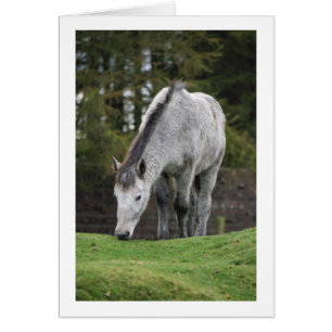 Grey Horse