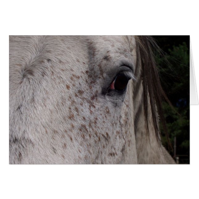 Grey Horse card (Front Horizontal)