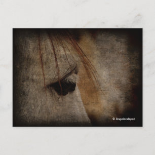 Grey Horse Grunge Postcard