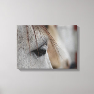 Grey Horse Head Side View Canvas Print