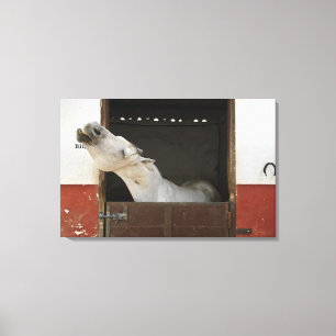 Grey horse in a stable canvas print