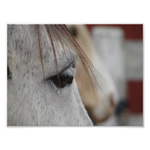 Grey Horse Photo Print
