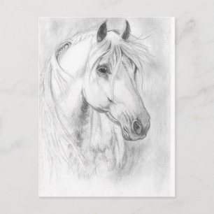 Grey horse portait postcard