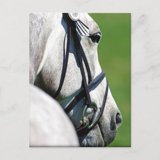 Grey Horse Post Card