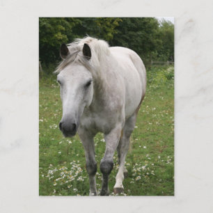 Grey Horse  Postcard